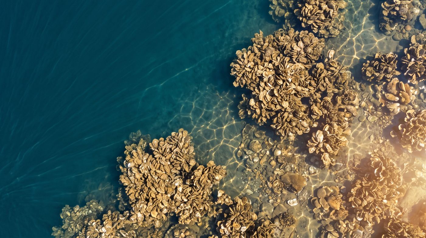 Marine bio-mineral source: an oyster reef in clear coastal water